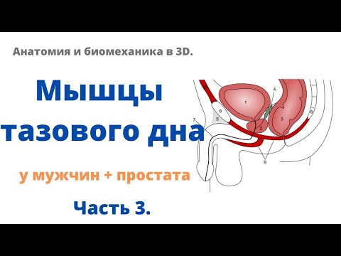 Мышцы тазового дна (у мужчин) + простата. Часть 3. (18+)