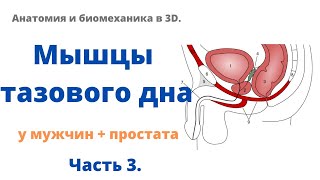 Мышцы тазового дна (у мужчин) + простата. Часть 3. (18+)