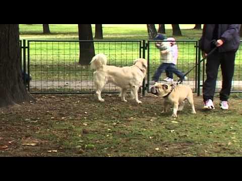 Video: Dieťa Chce Psa - Prečo Nemať Domáce Zviera?