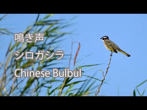 【鳴き声】シロガシラ Chinese Bulbul