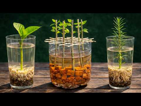 🌿 You Don’t Need to Change the Water | Faster Rooting