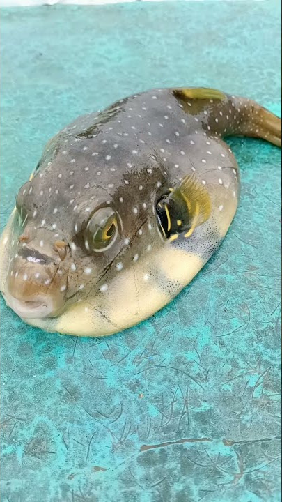 Palun fish - indian fish