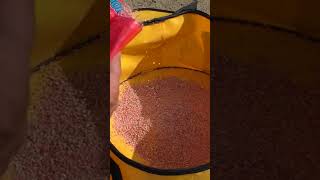 ГОЛАВЛЬ КЛЮЁТ КАК СУМАШЕДШИЙ #shorts #рыбалка #поплавок #плотва #карпомания