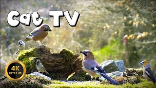 Cat TV for Cats to Watch 🐈 - BIRD FEAST🐦‍⬛(4K) by Birdies Buddies 2,309 views 2 days ago 10 hours, 1 minute