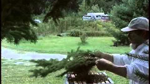 Capturing a Swarm from an Observation Hive