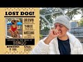 I lost his dog! * HE GOT SO SAD*
