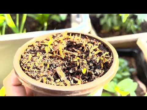 Video: Clary Sage Plant - Paano Palaguin ang Clary Sage