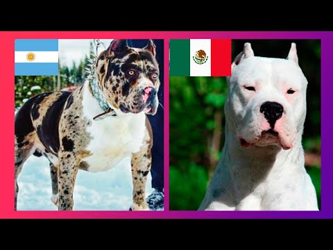 100 RAZAS DE PERROS DESDE A a Z - ¡Conoce las Mejores! hqdefault