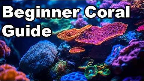 Coral Care Tips| How to grow corals the basics