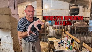 Необхідні процедури поросятам на 3 день🐽💉