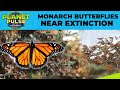 California: Monarch Butterflies Near Extinction as Numbers Fall from 16,000 to 107 | Planet Pulse