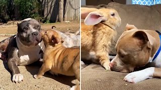 Pitbulls Being Wholesome cute compagny EP 6   Funny and Cute Pitbull Compilation