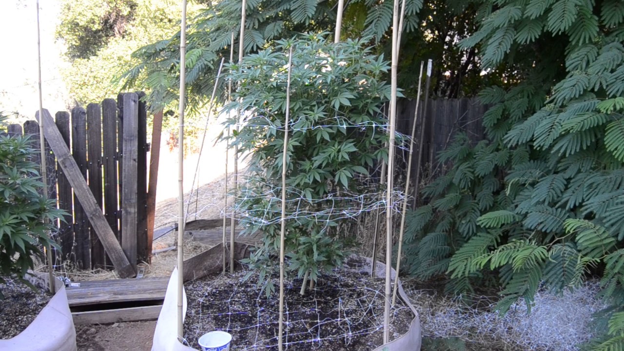 2017 outdoor grow norcal sunset sherbet