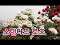 [치치의가드닝클래스]쉽고 빠르게 외목대 장미 만들기_Making a Standard Rose easily and quickly