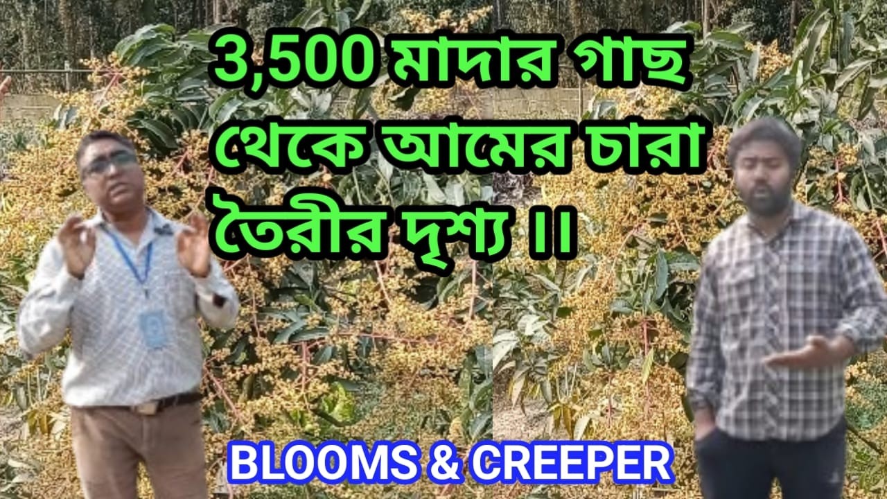 পুসার 11টা ভেরাইটি & করাবাউ সুইট এলিনা এবং আরো বহু বিদেশি আমের চারা পেয়ে যাবেন।।#plantcare
