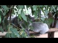 Cuddling and Fighting Koalas