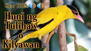 Black naped oriol sound||huni ng tulihaw o kilyawan clear sound🔊🔊 pwde pang bluetooth