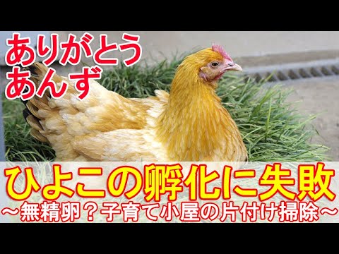 ヒヨコの孵化に失敗 無精卵が原因 抱卵29日目の雌鶏を締め出して子育て小屋の掃除と片付け Youtube