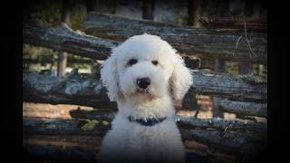 Labradoodle stud Thor