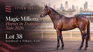 Lot 38 Savabeel x Vihari Colt from Epsom Lodge