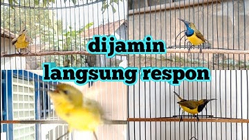 SEMUA SOGON LANGSUNG RESPON DENGAN SUARA PANCINGAN SOGON INI#pancingansogon #sogongacor #sogokontong