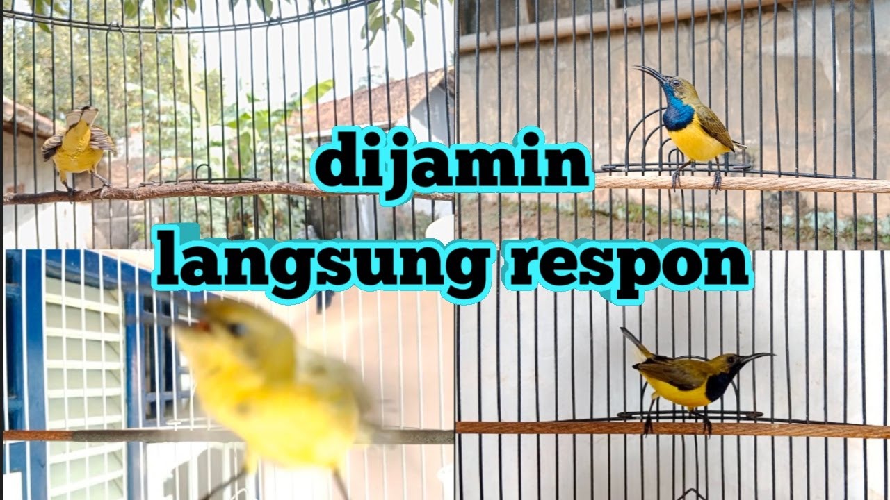 SEMUA SOGON LANGSUNG RESPON DENGAN SUARA PANCINGAN SOGON INI