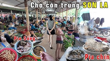ĐỘC LẠ - CHỢ CÔN TRÙNG SƠN LA BÁN TOÀN NHỮNG THỨ TƯỞNG KHÔNG THỂ ĂN ĐƯỢC MÀ VẪN TẤP NẬP NGƯỜI MUA !