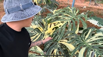 BIẾN CÂY VAR XẤU THÀNH CÂY VAR ĐẸP??. Dễ ẹtt hà