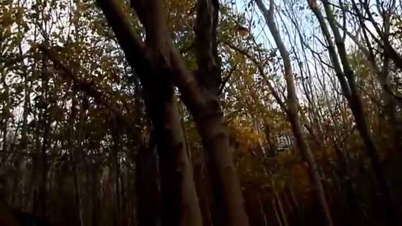 Tree Bark Damage By Grey Squirrels YouTube Tree Bark Damage By Grey Squirrels YouTube