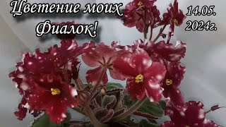 Цветение моих фиалок! Новинки и не только! 14.05.2024г.