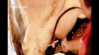 Milking a Cow by Hand