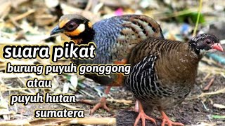 Terbukti ampuh ! suara pikat puyuh gonggong atau puyuh hutan sumatera