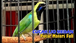 CUCAK IJO KEPALA KUNING MEDAN PUTAR MATERI FULL SANGAT MEWAH