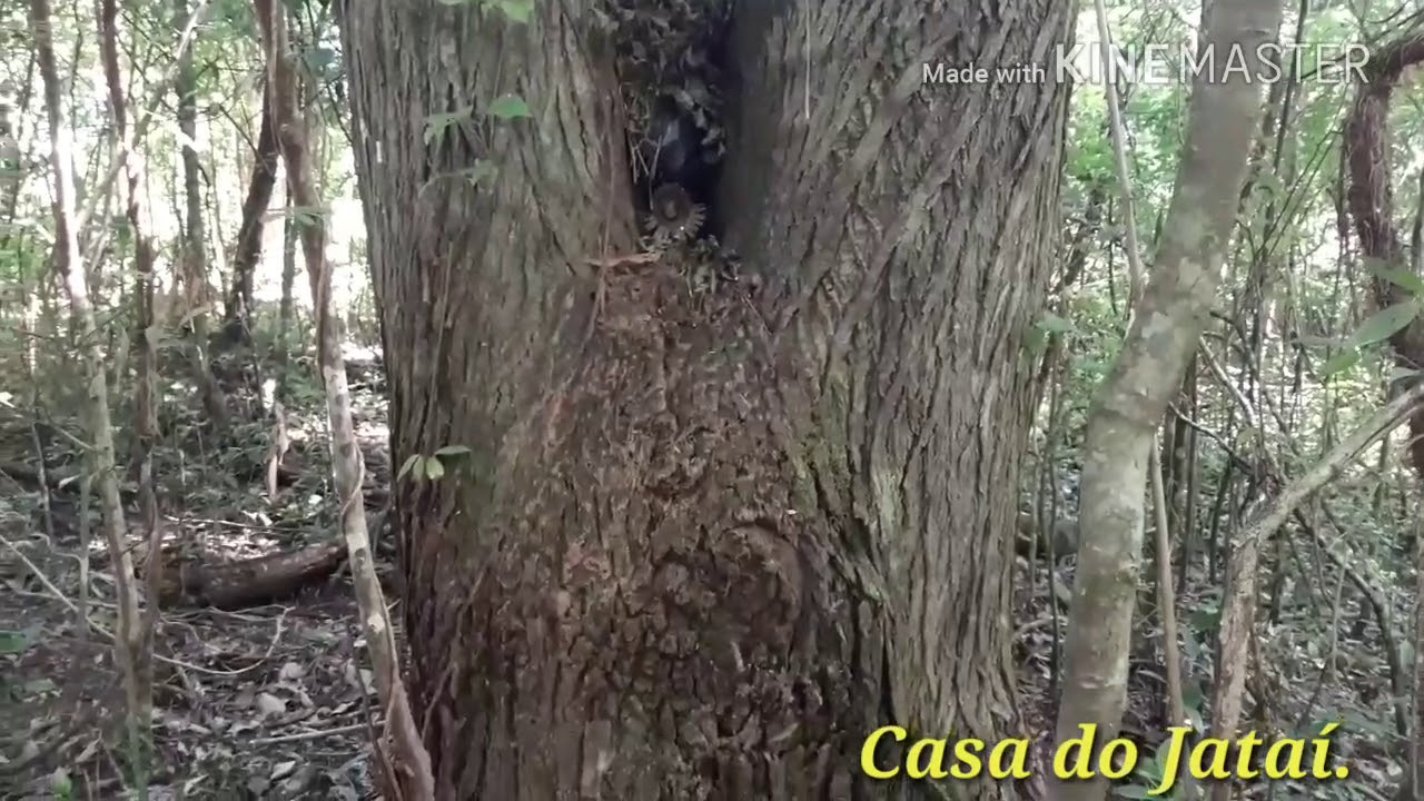 Capturas de abelhas tubuna e jataí (scaptotrigona Bipunctata