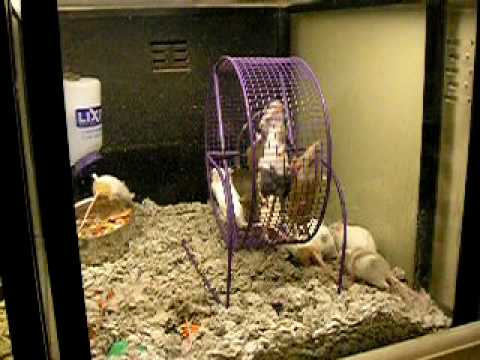 pet mice petsmart