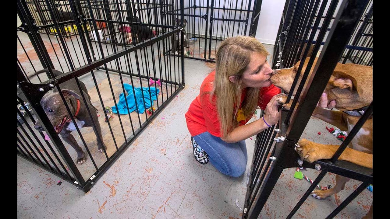 The dog rescuer Diana Van Dusen shares stories of her dogs YouTube