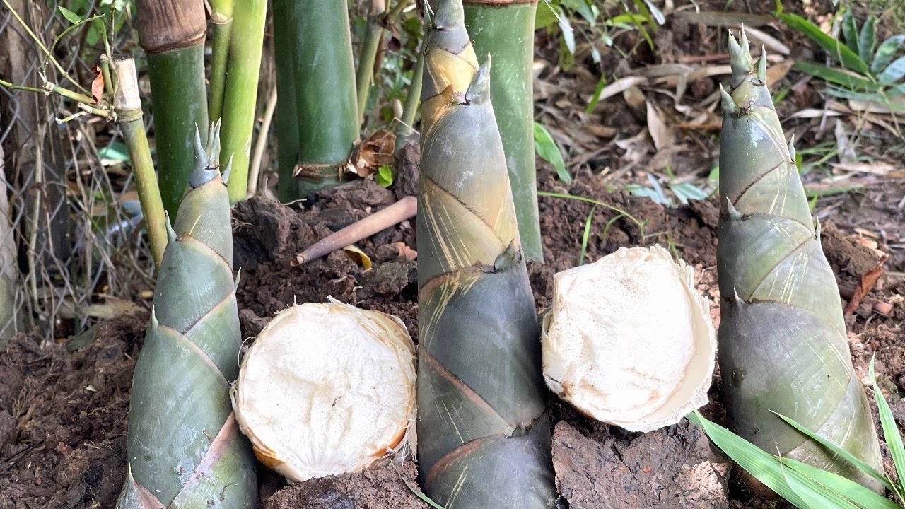 How to add soil on bamboo tree, How to make bamboo shoot growth fast as