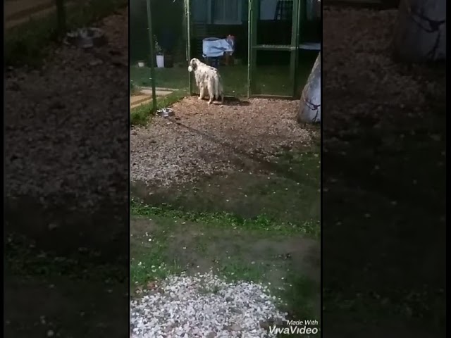 Отбой в зоогостинице
