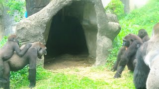 早上金剛Tayari與Iriki有點小紛爭 Tayari and Iriki had a little dispute in the morning#金剛猩猩 #gorilla