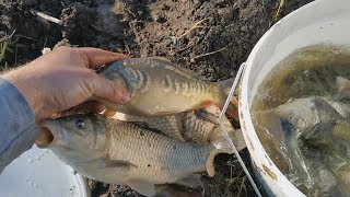 МОЙ ПРУД!Наловил больших карасей и карпов!рыбалка в своем водоеме на даче!