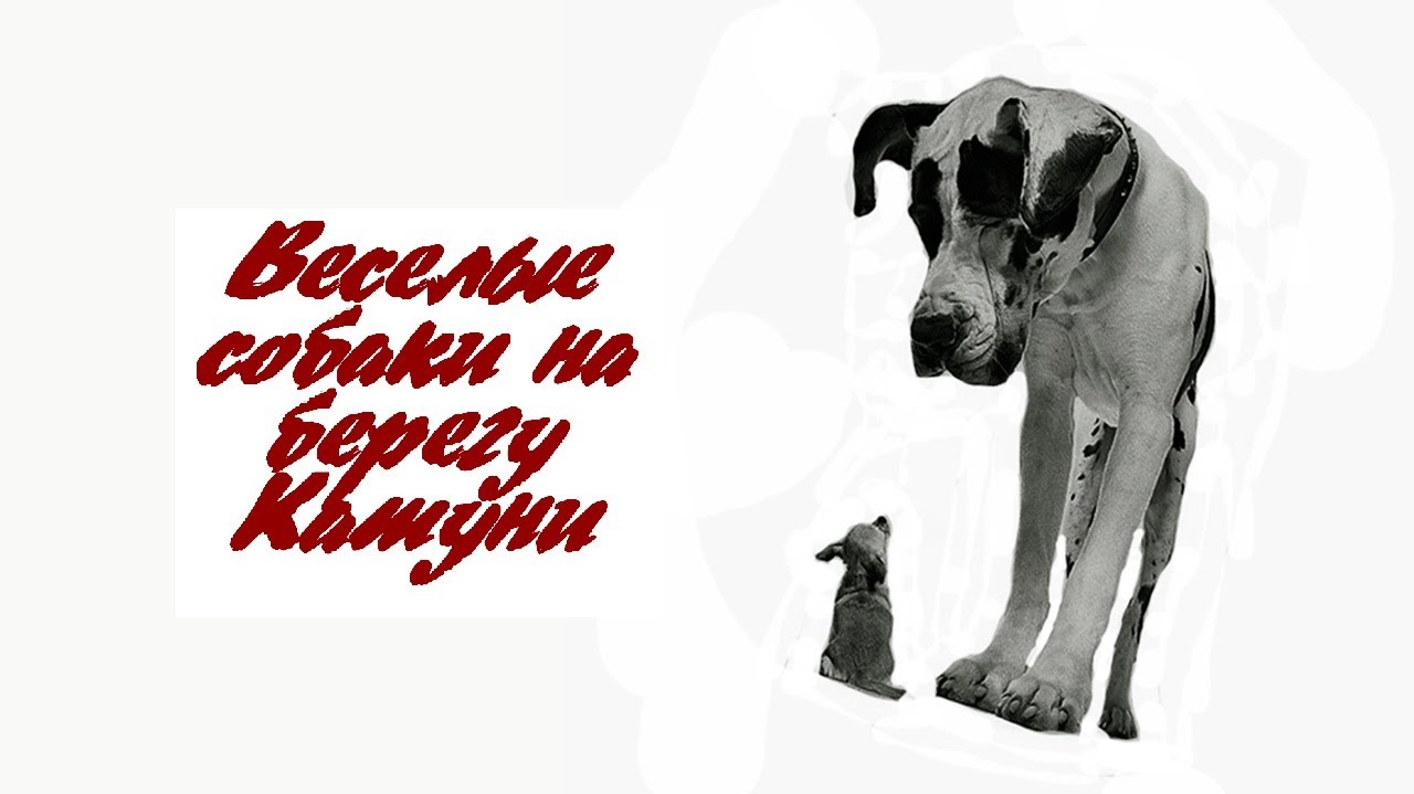 Берегите собак Берегите собак