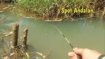 Mancing Ikan Wader di Pesawahan Tak Pernah Gagal