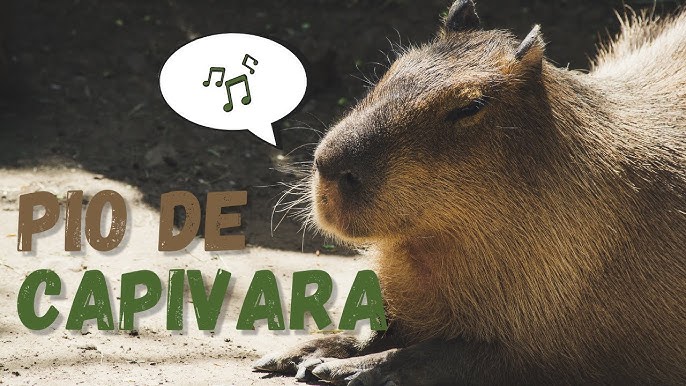 A pessoa tava entrevistando uma capivara?;-;