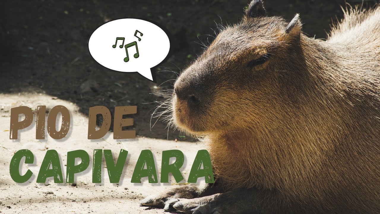 Os vídeos de capivara agiota (@capivaraagiota0) com original sound - Jordan