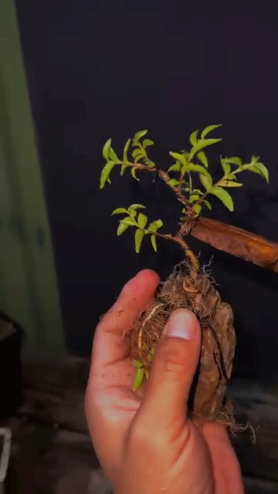 BONSAI MINI ANPUT |INSPIRASI BONSAI