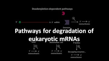 mRNA degradation in eukaryotes