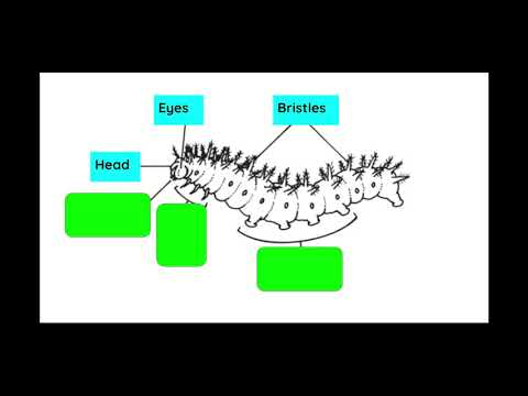 Body Parts of Caterpillar - Google Slides