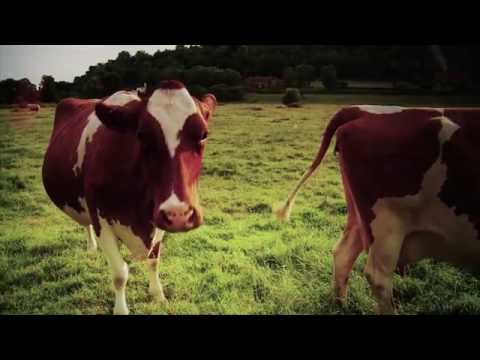 აგრო რჩევები | ანონსი