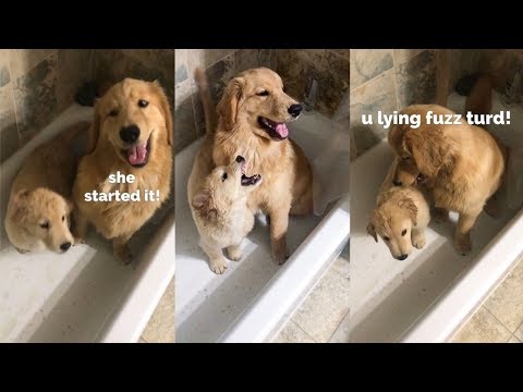 puppies-play-in-the-tub