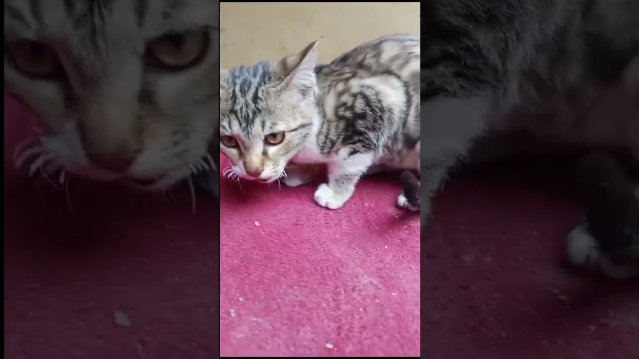 Cat'sAnger angry cat's sound 